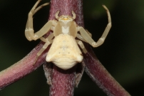 Une araigne crabe (Araneae - Thomisidae - Thomisus onustus)